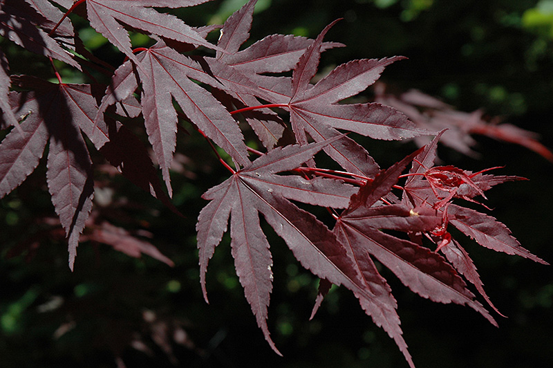 Crimson Prince Japanese Maple (Acer palmatum 'Crimson Prince') at Chalet Nursery
