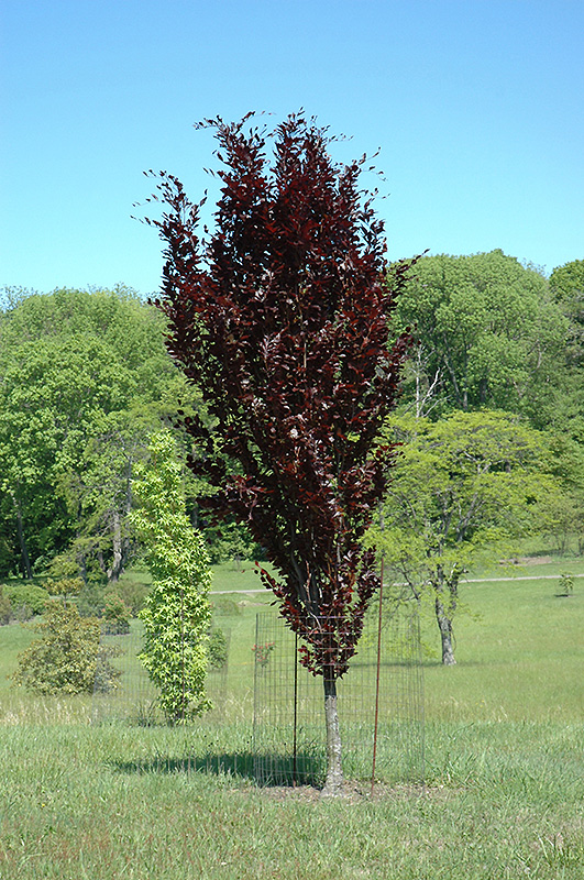 Dawyck Purple Beech (Fagus sylvatica 'Dawyck Purple') in Wilmette ...