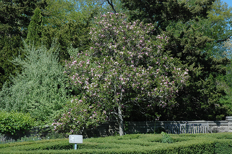 Ricki Magnolia (Magnolia 'Ricki') at Chalet Nursery