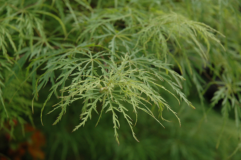 Green Cutleaf Japanese Maple (Acer palmatum 'Dissectum Viridis') in ...