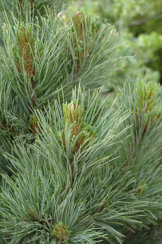 Blue Swiss Stone Pine (Pinus cembra 'Glauca') at Chalet Nursery