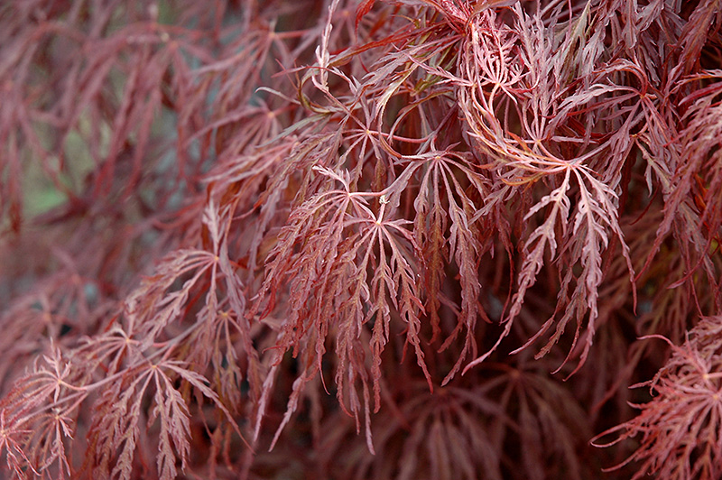 Crimson Queen Japanese Maple (Acer palmatum 'Crimson Queen') at Chalet Nursery
