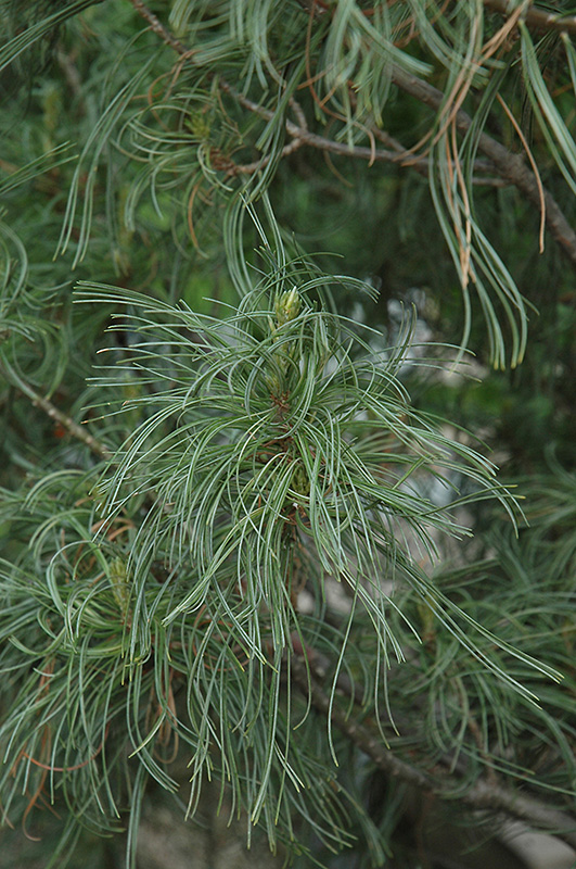 Twisted White Pine (Pinus strobus 'Contorta') at Chalet Nursery