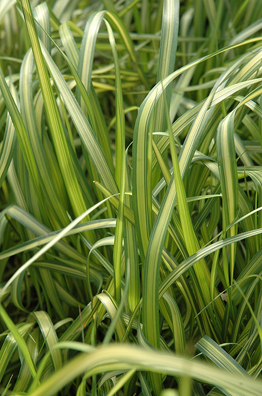 El Dorado Feather Reed Grass (Calamagrostis x acutiflora 'El Dorado') at Chalet Nursery