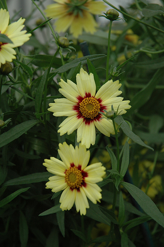 Red Shift Tickseed (Coreopsis 'Red Shift') at Chalet Nursery