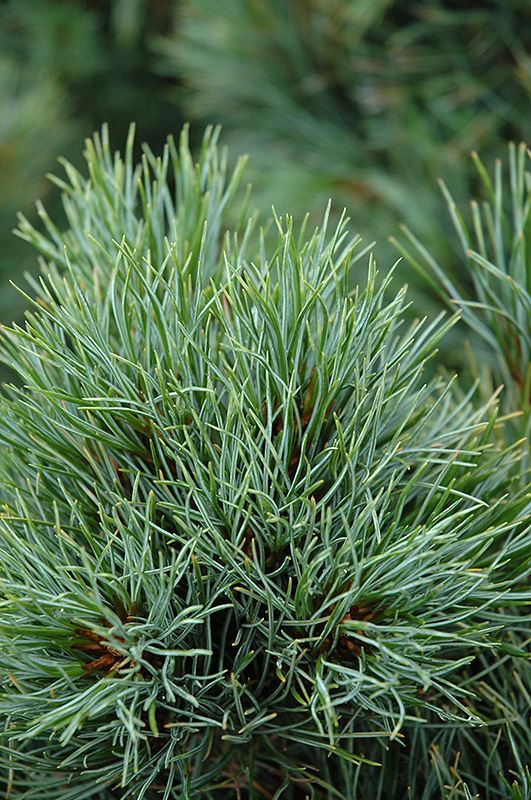 Chalet Swiss Stone Pine (Pinus cembra 'Chalet') at Chalet Nursery