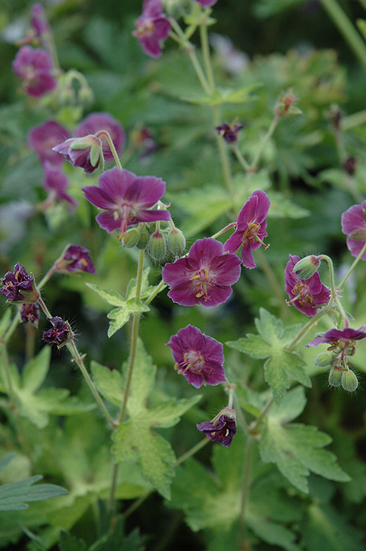 Samobor Cranesbill (Geranium phaeum 'Samobor') in Wilmette Chicago ...