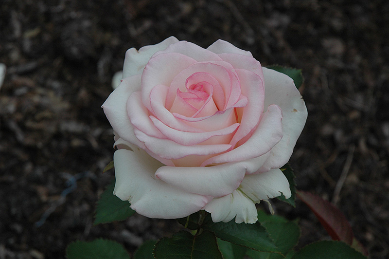 Moonstone Rose (Rosa 'Moonstone') at Chalet Nursery