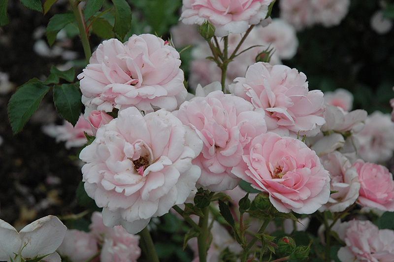 Bonica Rose (Rosa 'Meidomonac') at Chalet Nursery