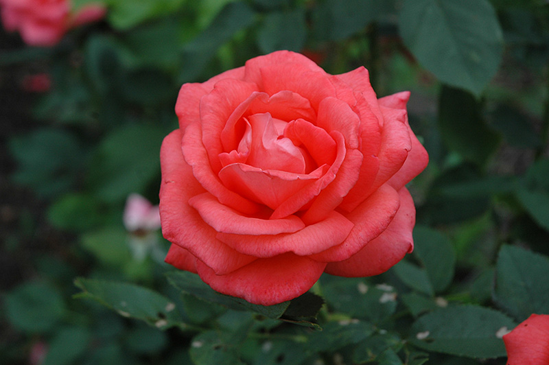 Tropicana Rose (Rosa 'Tropicana') at Chalet Nursery