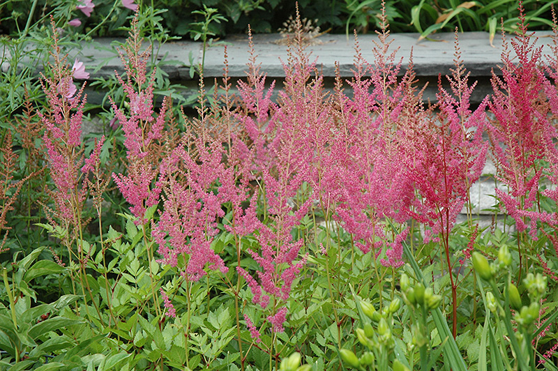 Visions in Pink Chinese Astilbe (Astilbe chinensis 'Visions in Pink') at Chalet Nursery