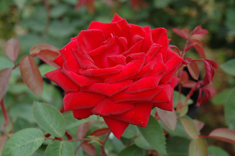 Kashmir Rose (Rosa 'Kashmir') at Chalet Nursery