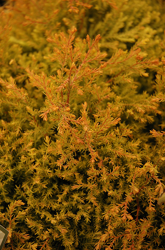Fire Chief Arborvitae (Thuja occidentalis 'Congabe') at Chalet Nursery