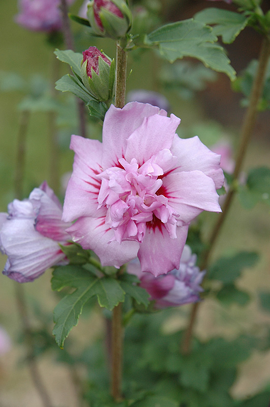 Ardens Rose of Sharon (Hibiscus syriacus 'Ardens') at Chalet Nursery