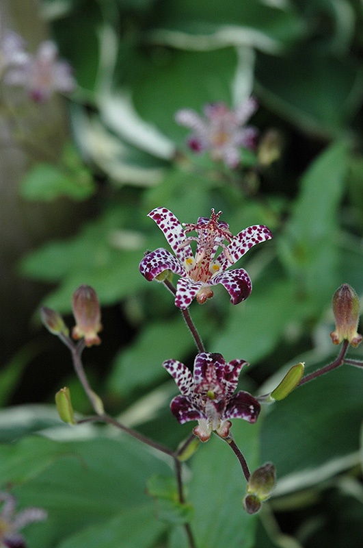 Empress Toad Lily (Tricyrtis 'Empress') at Chalet Nursery