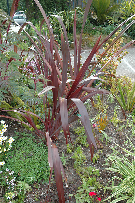 Amazing Red New Zealand Flax (Phormium 'Amazing Red') at Chalet Nursery
