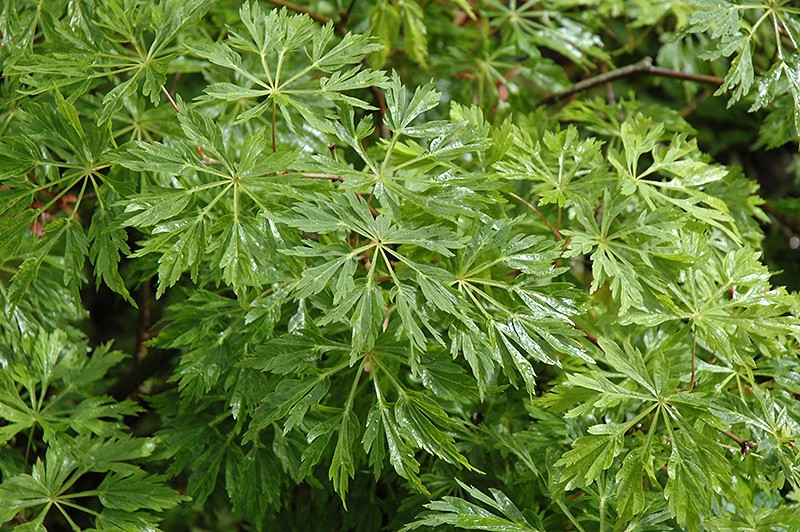 Green Cascade Maple (Acer japonicum 'Green Cascade') at Chalet Nursery