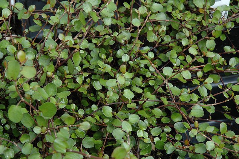 Wire Vine (Muehlenbeckia complexa) at Chalet Nursery