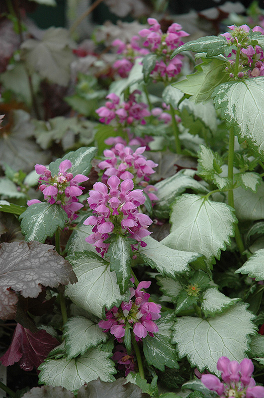 Ghost Spotted Dead Nettle (Lamium maculatum 'Ghost') at Chalet Nursery