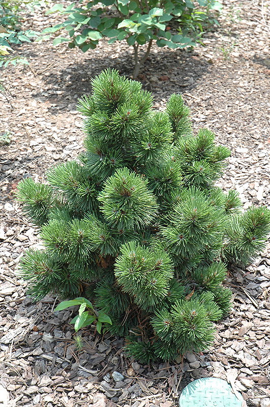 Irish Bell Bosnian Pine (Pinus heldreichii 'Irish Bell') at Chalet Nursery