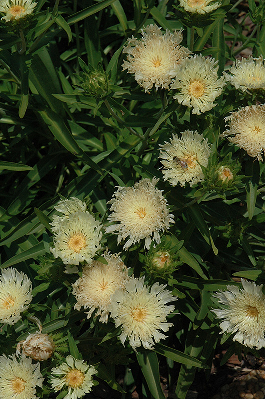 Mary Gregory Aster (Stokesia laevis 'Mary Gregory') at Chalet Nursery