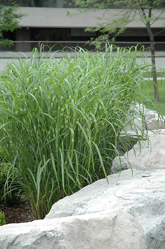 Zebra Grass (Miscanthus sinensis 'Zebrinus') at Chalet Nursery