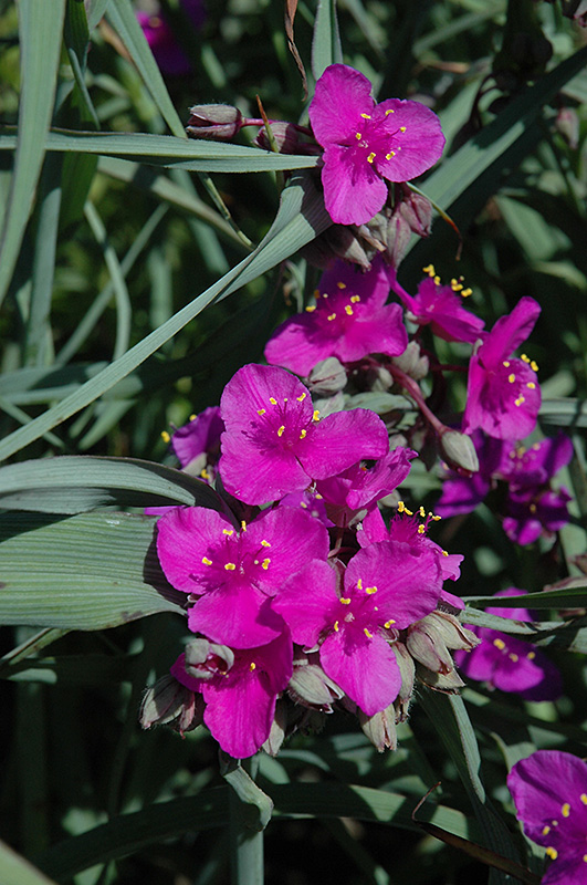 Red Cloud Spiderwort (Tradescantia x andersoniana 'Red Cloud') at Chalet Nursery