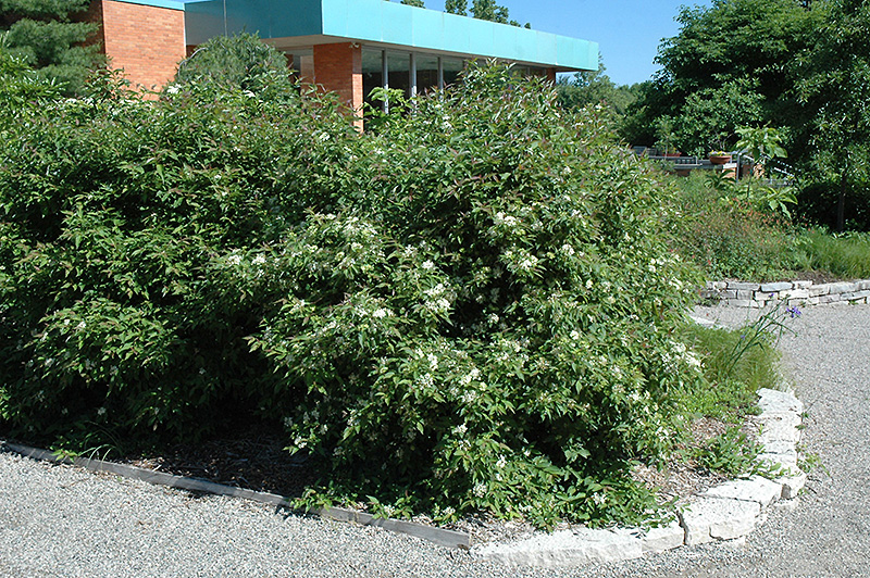 Gray Dogwood (Cornus racemosa) at Chalet Nursery