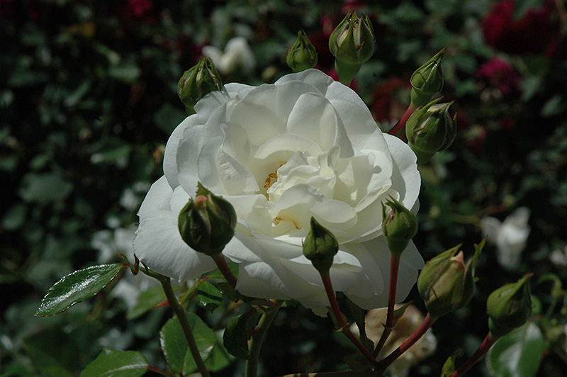 White Dawn Rose (Rosa 'White Dawn') at Chalet Nursery