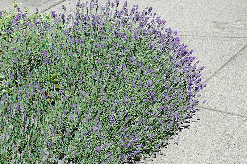 Munstead Lavender (Lavandula angustifolia 'Munstead') at Chalet Nursery