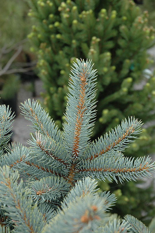 Bakeri Blue Spruce (Picea pungens 'Bakeri') at Chalet Nursery