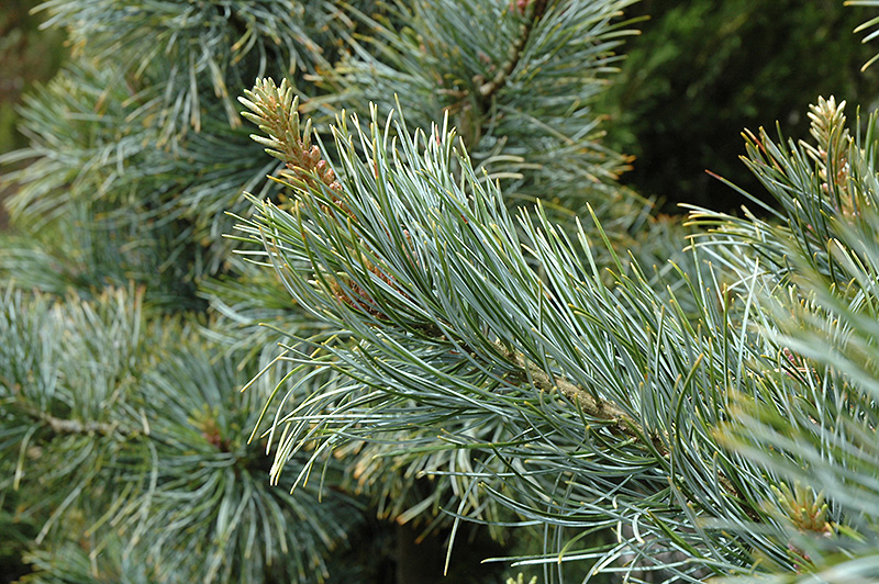 Silver Ray Korean Pine (Pinus koraiensis 'Silver Ray') at Chalet Nursery