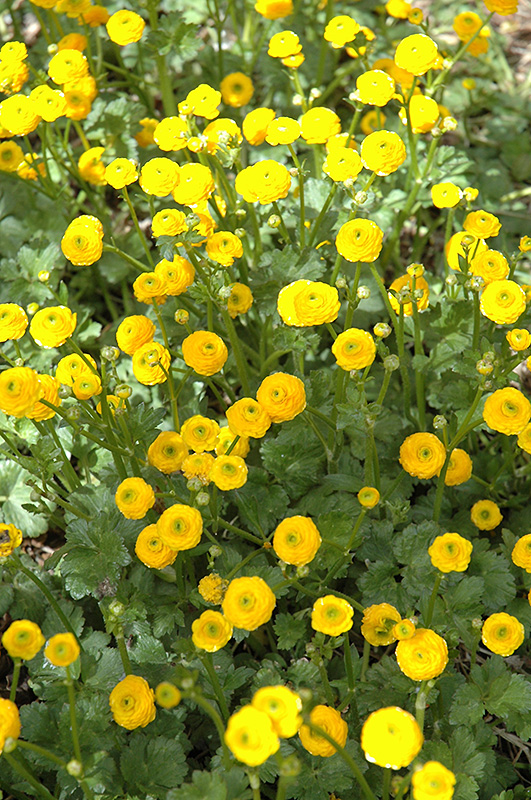 Meadow Buttercup (Ranunculus acris) in Wilmette Chicago Evanston ...