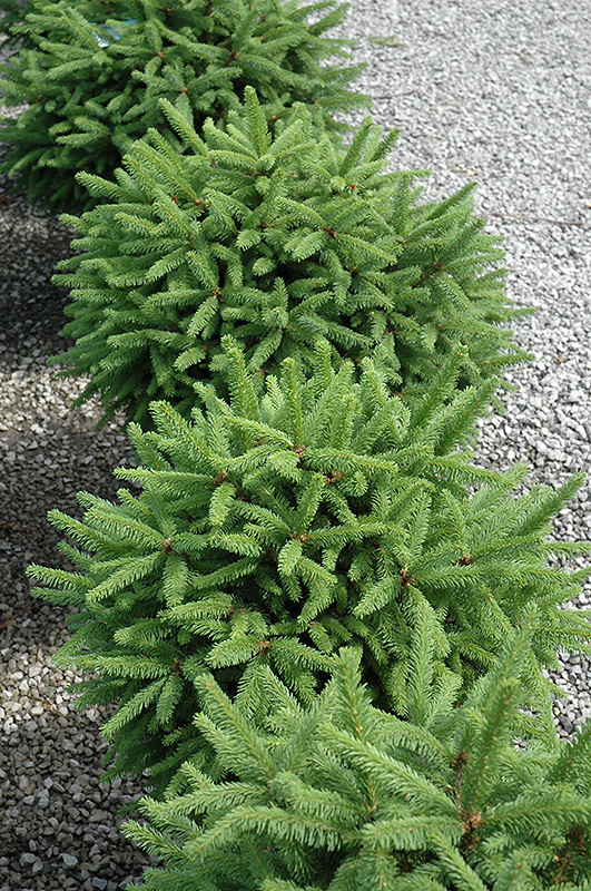 Tolleymore Norway Spruce (Picea abies 'Tolleymore') at Chalet Nursery
