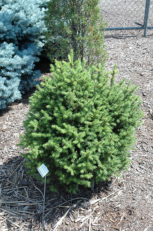 Sherwood Compact Norway Spruce (Picea abies 'Sherwood Compact') at Chalet Nursery