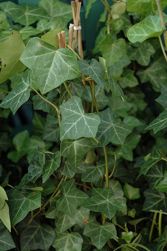 Thorndale Ivy (Hedera helix 'Thorndale') at Chalet Nursery