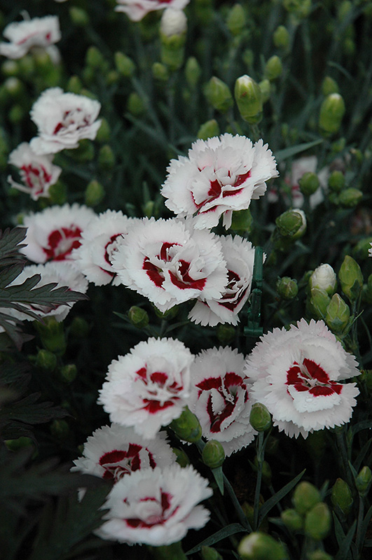 Scent First Coconut Surprise Pinks (Dianthus 'WP05Yves') at Chalet Nursery