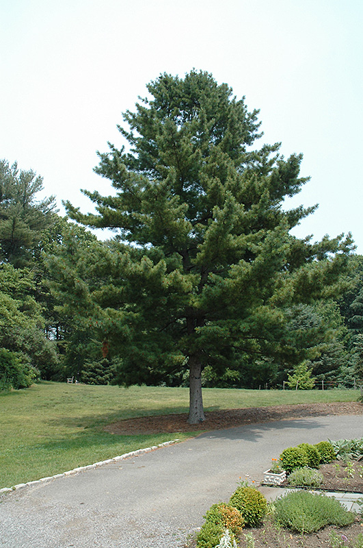 Korean Pine (Pinus koraiensis) at Chalet Nursery