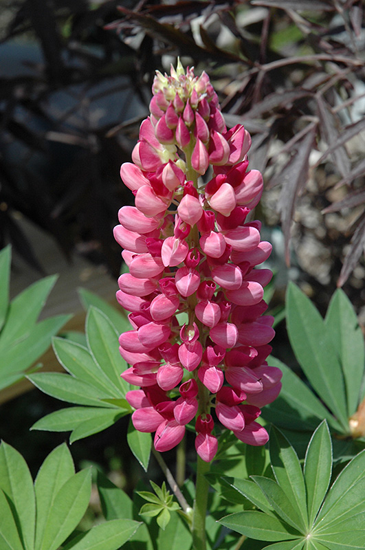 Gallery Red Lupine (Lupinus 'Gallery Red') at Chalet Nursery