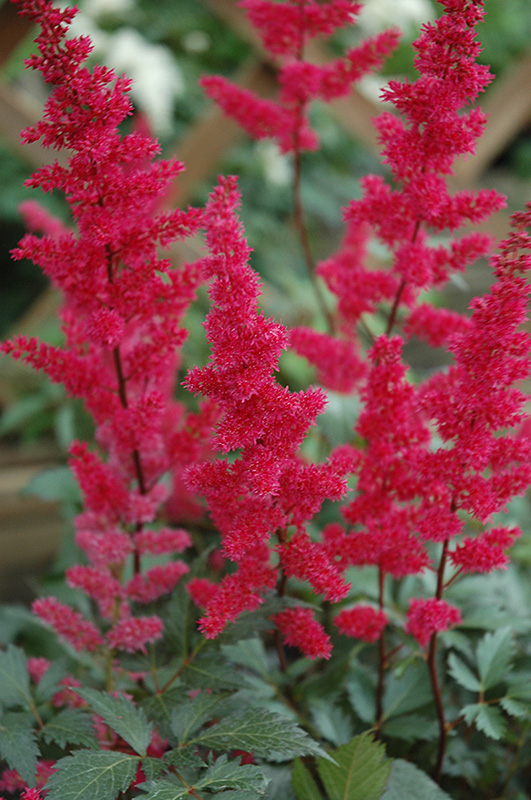 Fanal Astilbe (Astilbe x arendsii 'Fanal') at Chalet Nursery