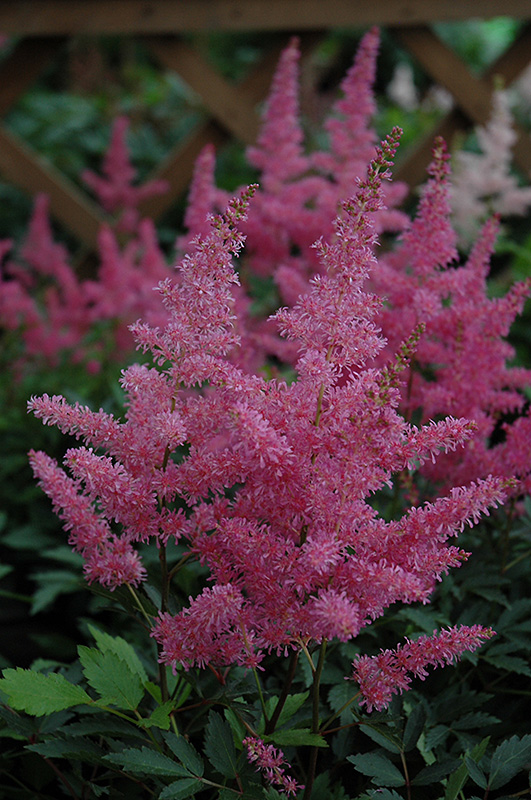 Younique Lilac Astilbe (Astilbe 'Verslilac') at Chalet Nursery