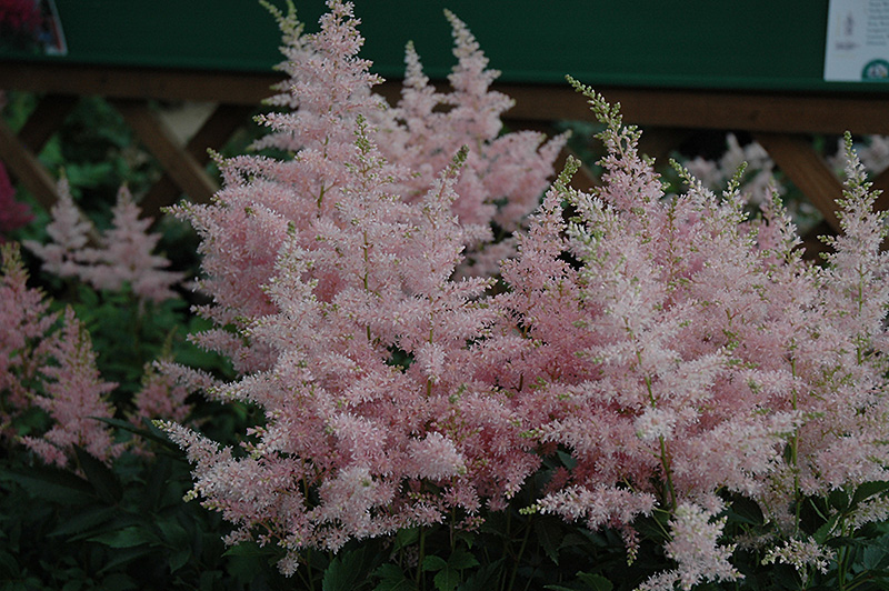 Younique Silvery Pink Astilbe (Astilbe 'Verssilverypink') at Chalet Nursery