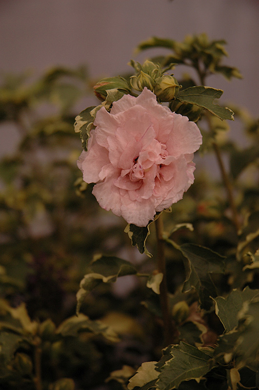 Sugar Tip Rose of Sharon (Hibiscus syriacus 'America Irene Scott') at Chalet Nursery