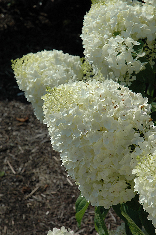 Silver Dollar Hydrangea Hydrangea Paniculata Silver Dollar In Wilmette Chicago Evanston Glenview Skokie Winnetka Illinois Il At Chalet Nursery