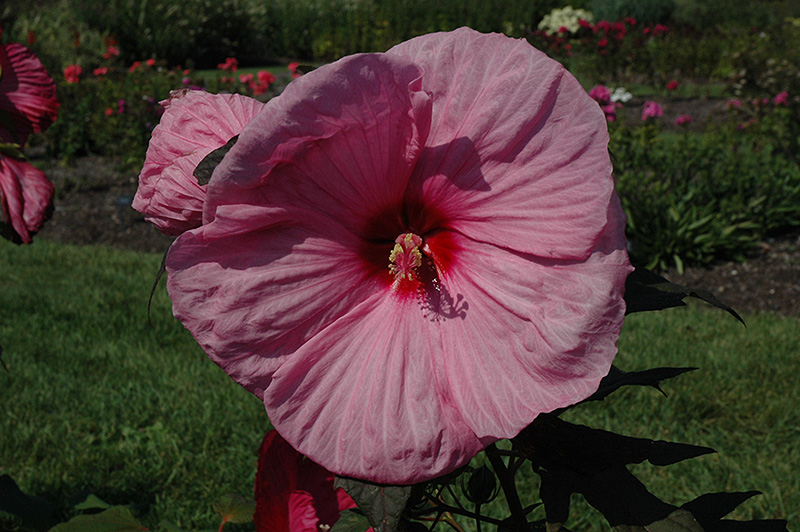 Dave Fleming Hibiscus (Hibiscus moscheutos 'Dave Fleming') at Chalet Nursery