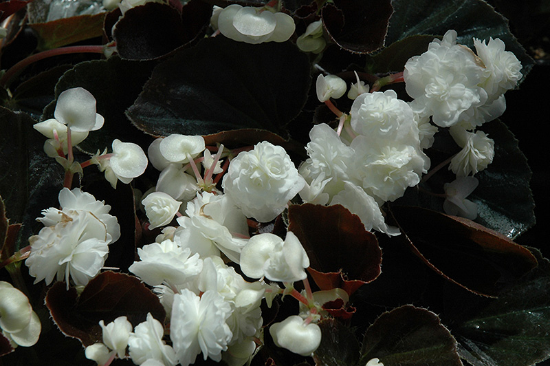 Doublet White Begonia (Begonia 'Doublet White') at Chalet Nursery