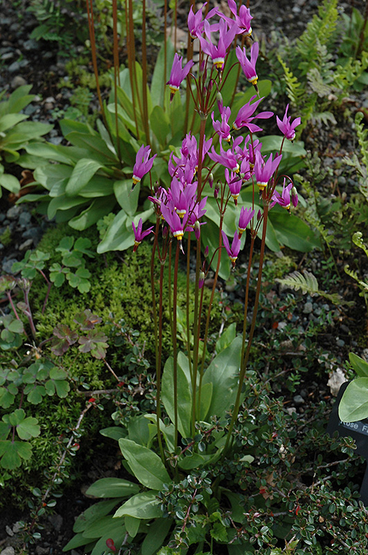 Shooting Star (Dodecatheon meadia) at Chalet Nursery