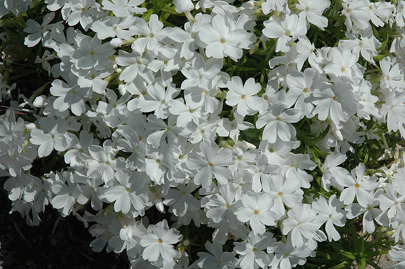 White Delight Moss Phlox (Phlox subulata 'White Delight') at Chalet Nursery