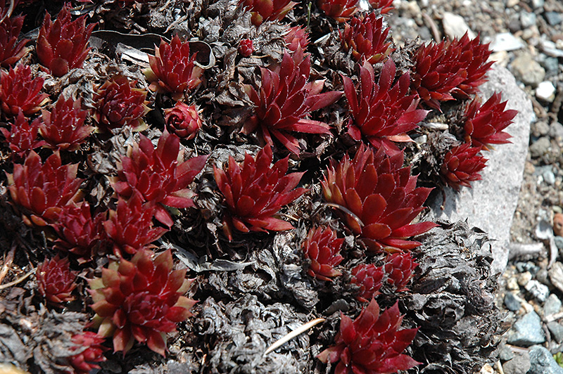 Royal Ruby Hens And Chicks (Sempervivum 'Royal Ruby') at Chalet Nursery