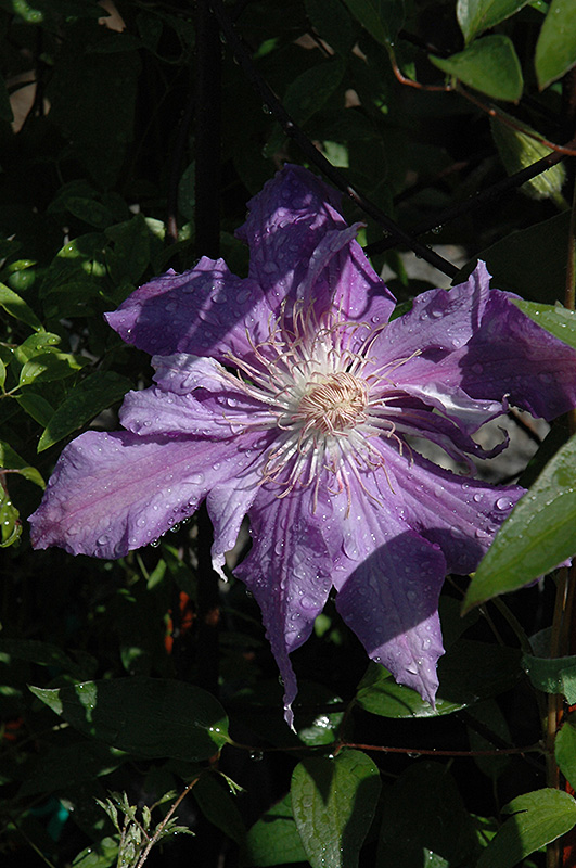 Sally Cadge Clematis (Clematis 'Sally Cadge') at Chalet Nursery